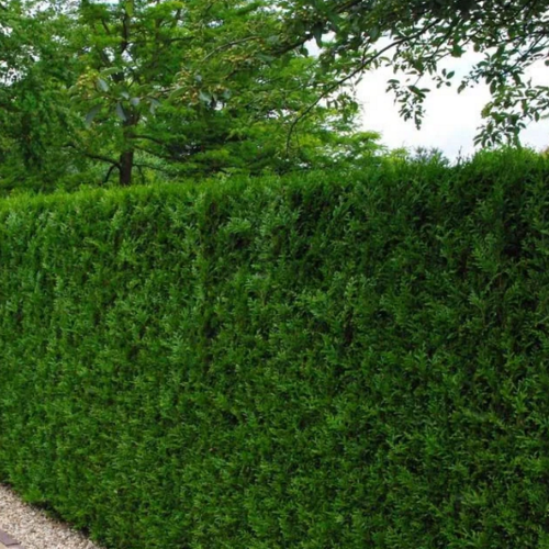 Thuja occidentalis 'Brabant' - Harilik elupuu 'Brabant' C5/5L